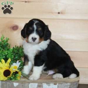 Chocolate, Bernedoodle Puppy